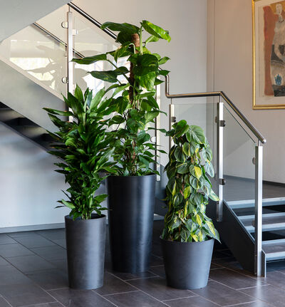 Dracaena Golden Coast  Dracaena Golden Coast